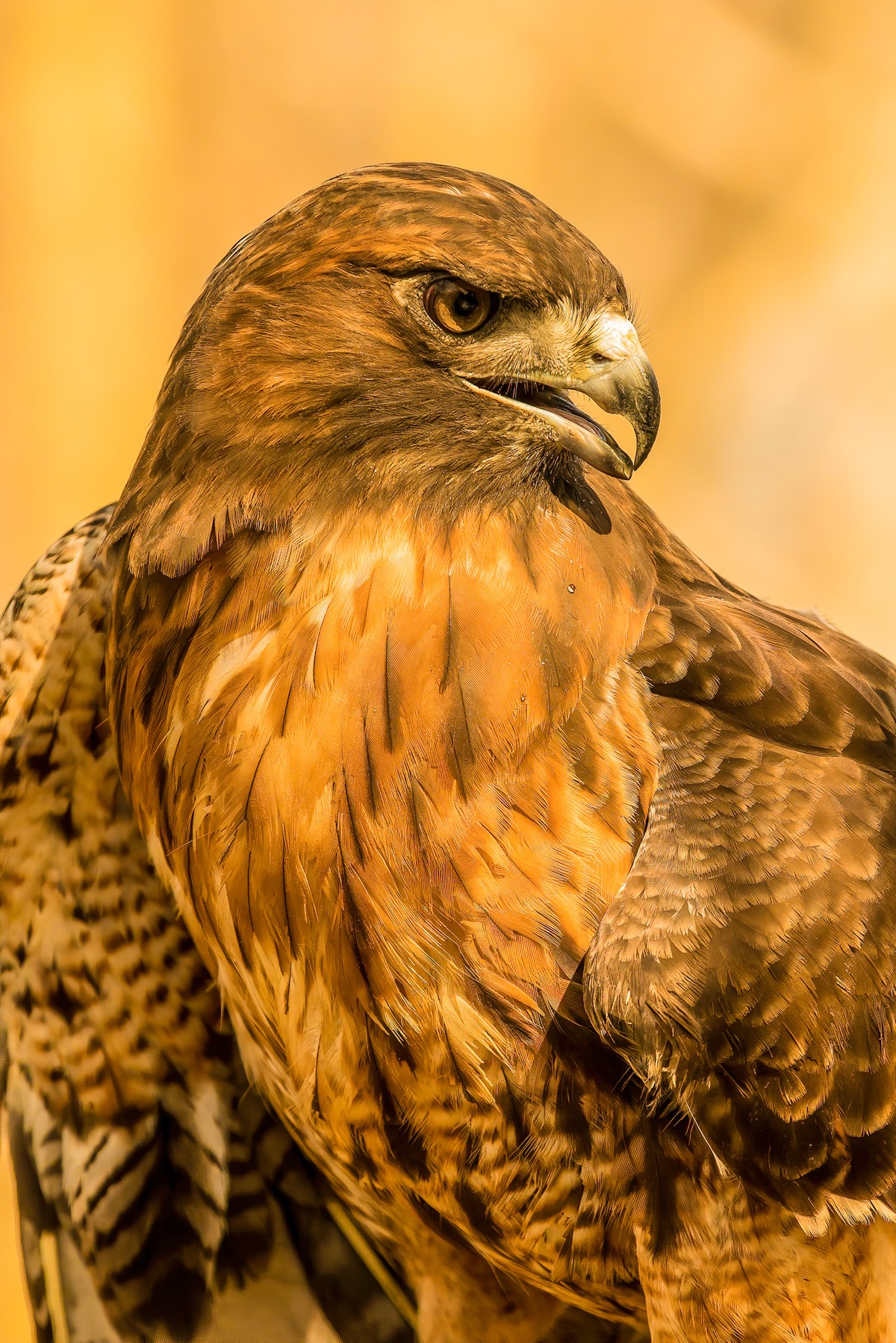Other Birds of Prey Texas Photo Man